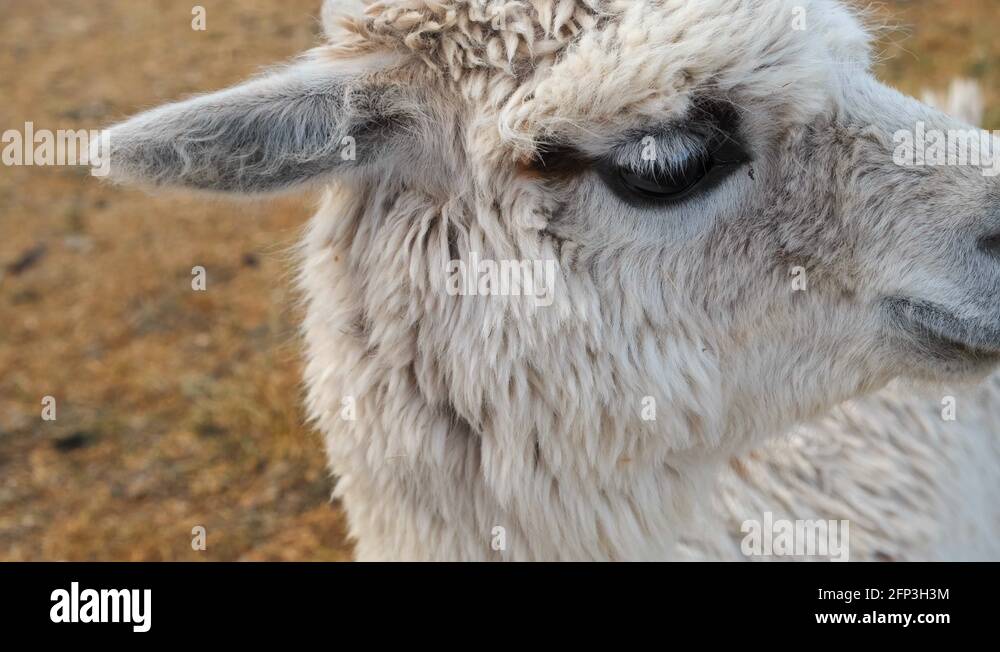 Alpaca side on Stock Videos & Footage - HD and 4K Video Clips - Alamy