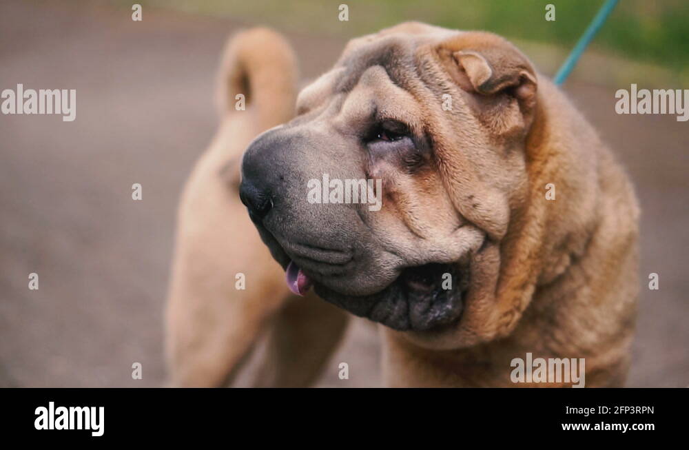 Dog skin folds Stock Videos & Footage HD and 4K Video Clips Alamy