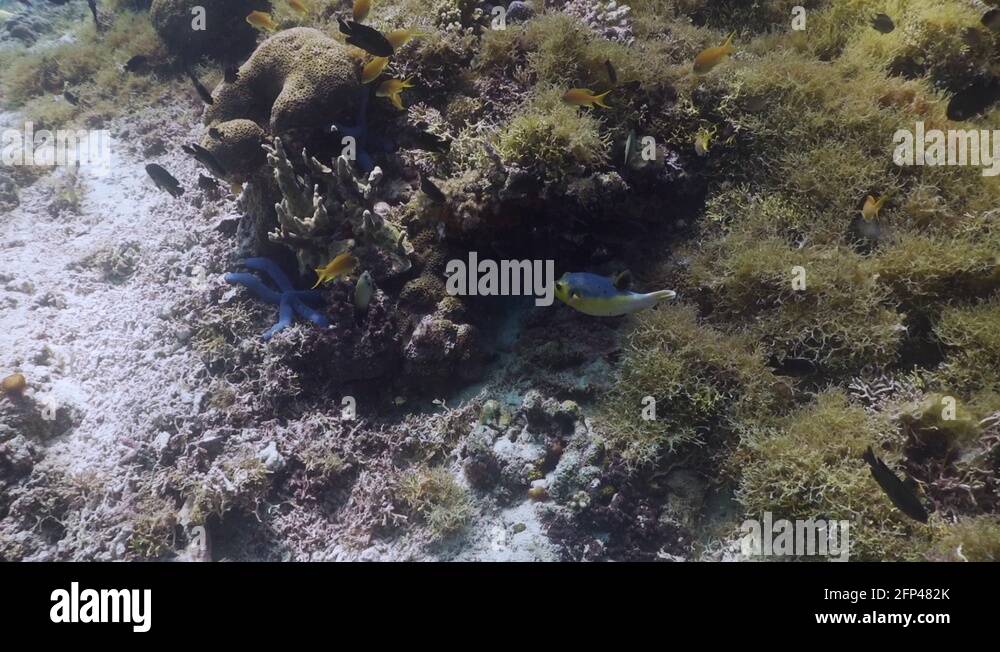 Filmed with Sony AX700 1080 HD 100 FPS Gates Underwater Housing Stock