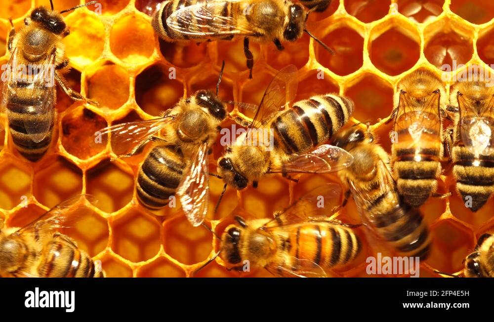 Honey bees life cycle Stock Videos & Footage HD and 4K Video Clips
