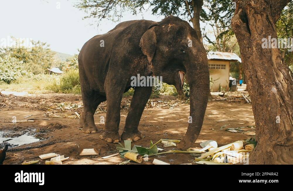 Elephant eating banana Stock Videos & Footage HD and 4K Video Clips