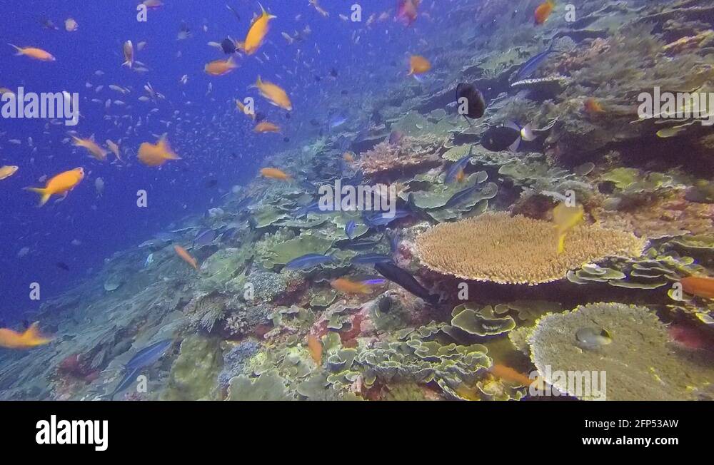 Batu national park Stock Videos & Footage - HD and 4K Video Clips - Alamy