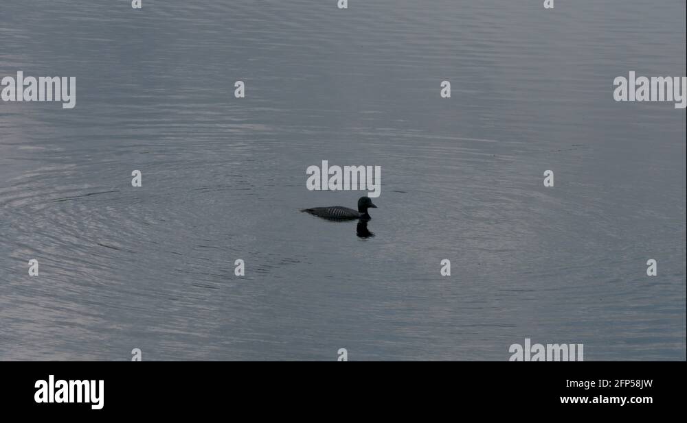 Loon diving Stock Videos & Footage HD and 4K Video Clips Alamy