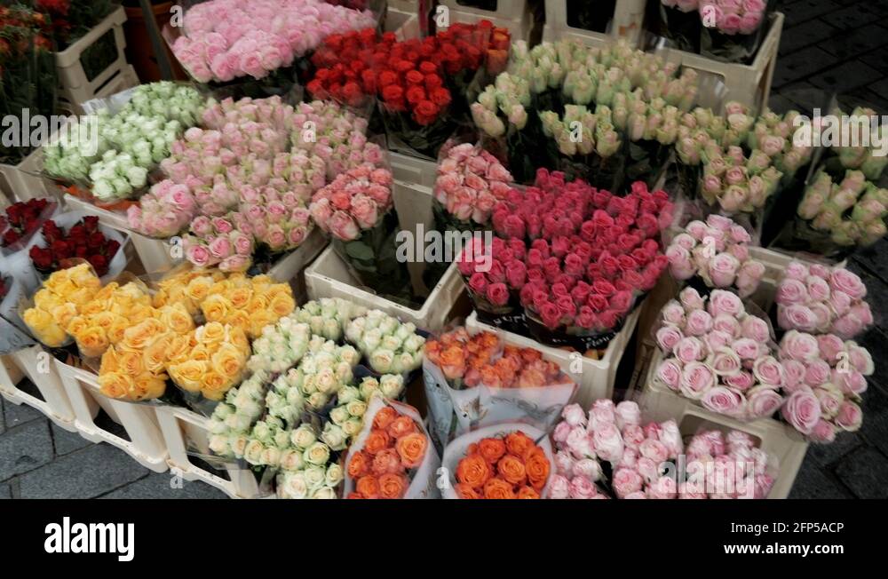 Biggest flower Stock Videos & Footage HD and 4K Video Clips Alamy