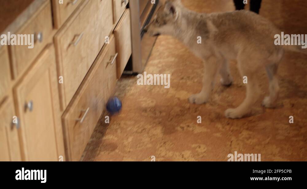 Baby timber wolf playing with a bouncy ball in the kitchen Stock Video ...