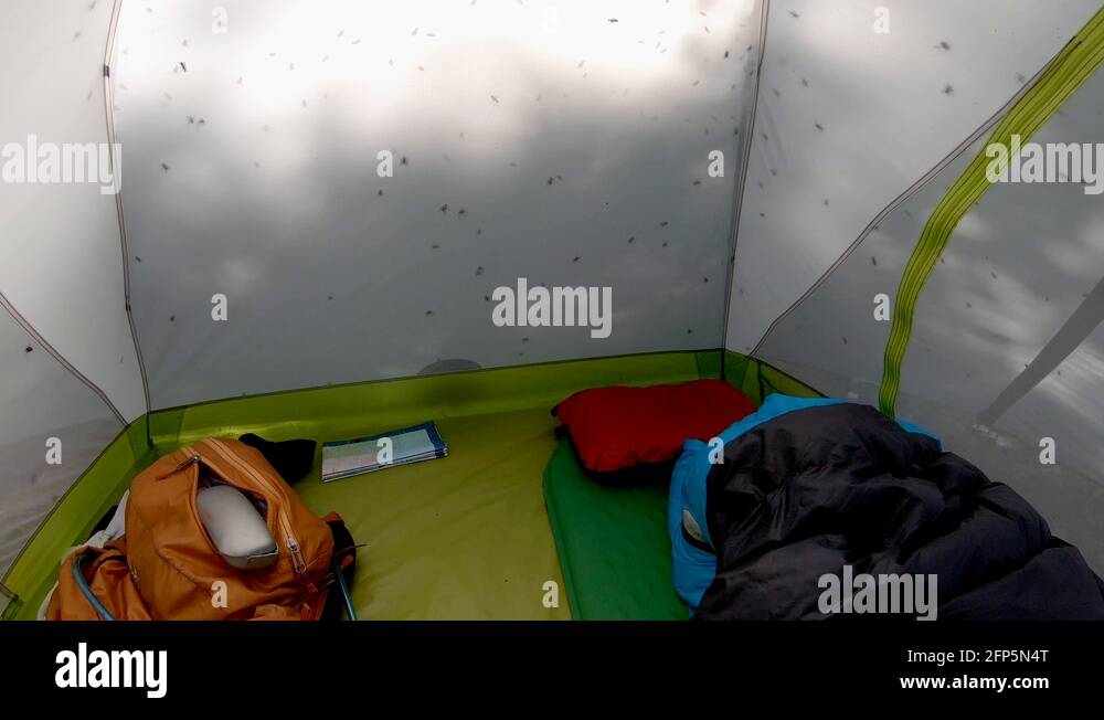 Flies Swarm on a Tent near Sunset, Wide POV Tilt Up in 4K. We Are Trapped Stock Video Footage