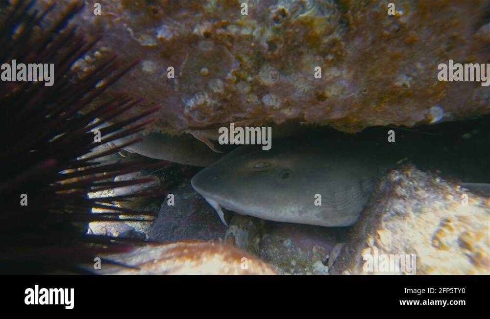 Shark barbells Stock Videos & Footage HD and 4K Video Clips Alamy