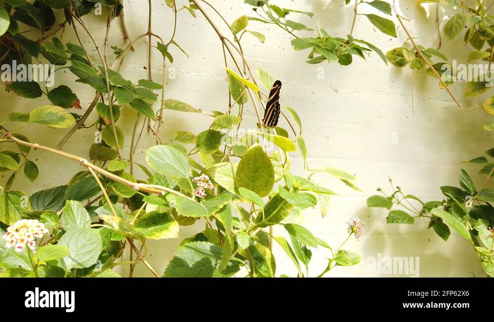 Butterfly flying fragile Stock Videos & Footage HD and 4K Video Clips