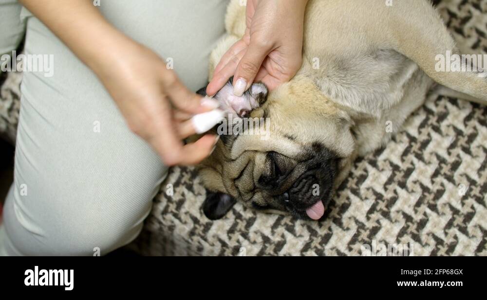 The owner taking care of his cute pug dog, cleaning his ears, hygiene