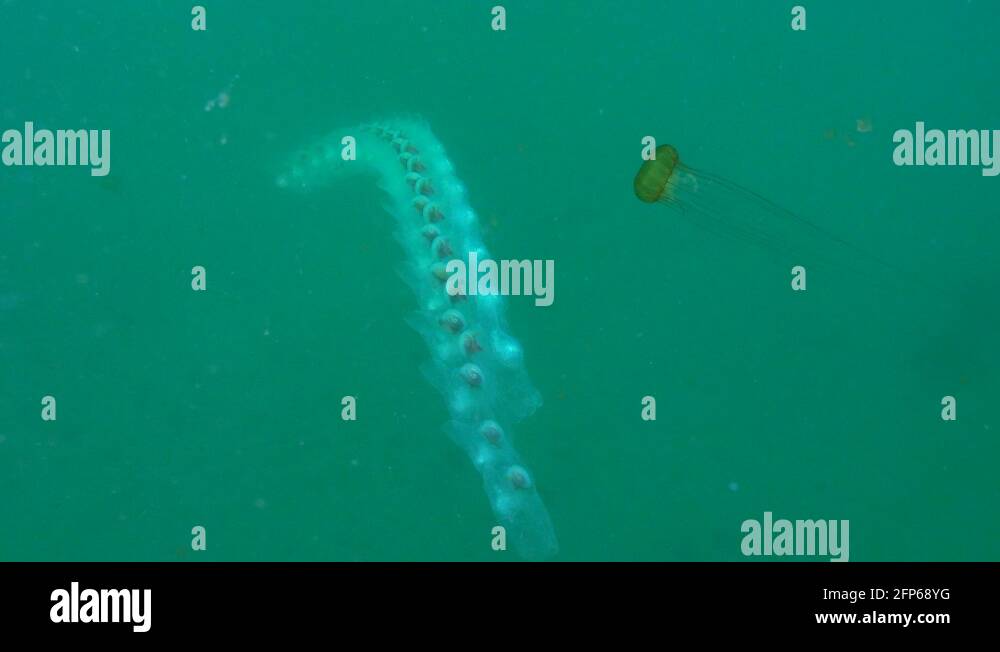 Chain of jellyfish Stock Videos & Footage Biology Diagrams