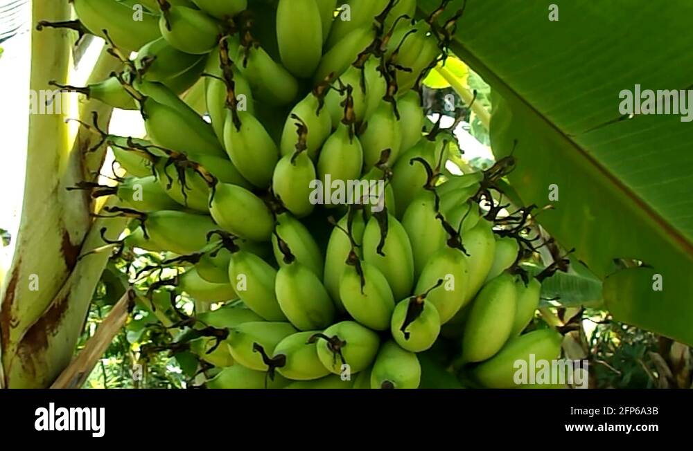 Lady finger bananas Stock Videos & Footage HD and 4K Video Clips Alamy