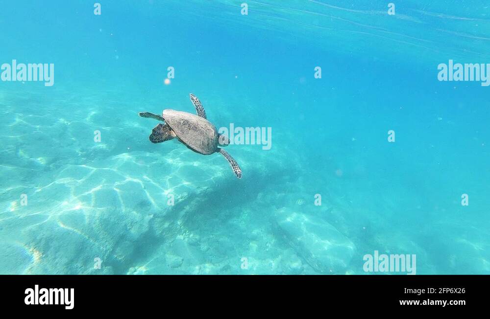 Hawaiian reptile Stock Videos & Footage HD and 4K Video Clips Alamy