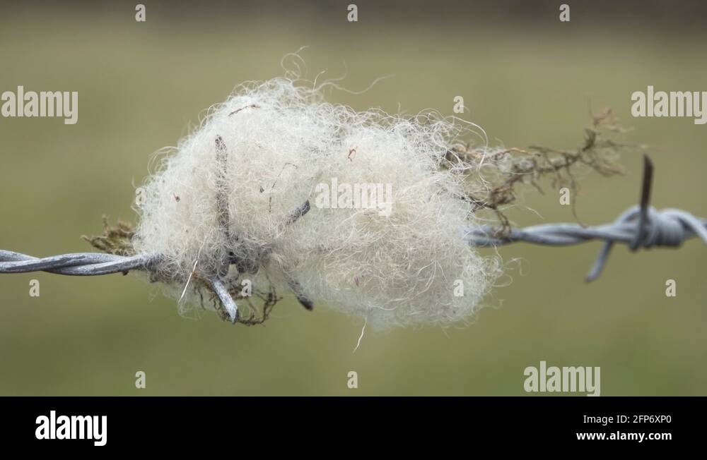 Sheep wool caught on barbed wire fence Stock Videos & Footage HD and