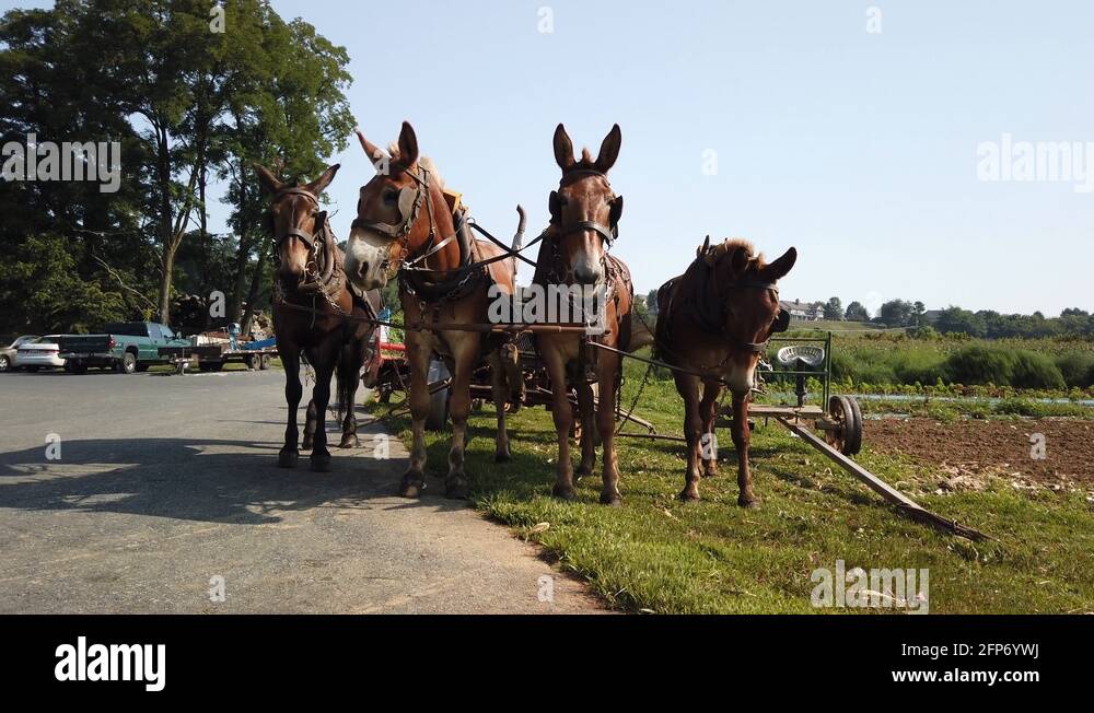 Four Farm Horses Mules Ready To Pull An Amish Cart To Market. SLOW