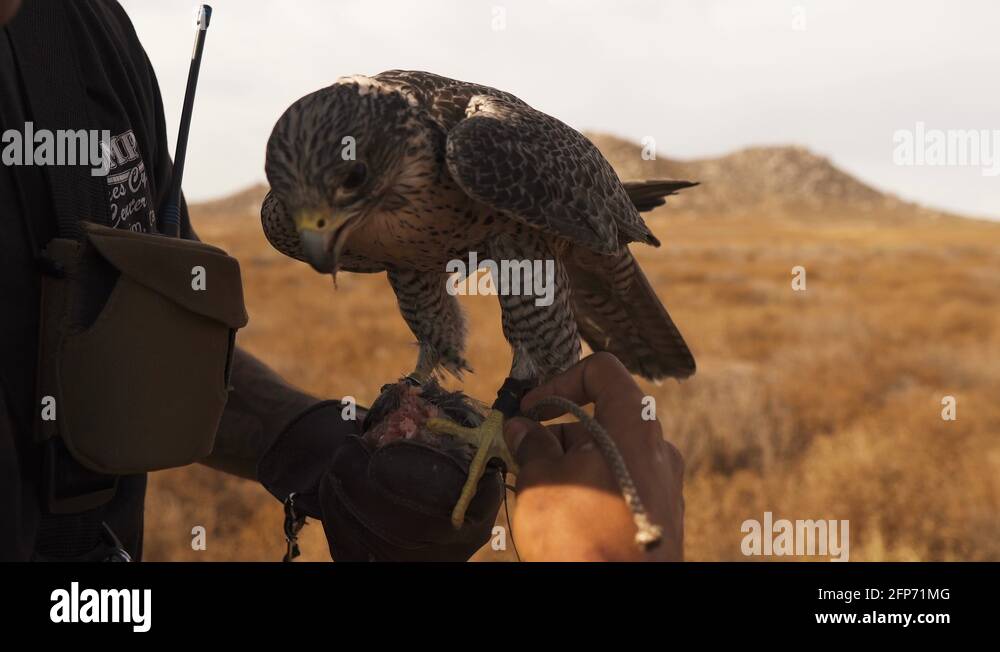 Falcon trainer hand Stock Videos & Footage HD and 4K Video Clips Alamy