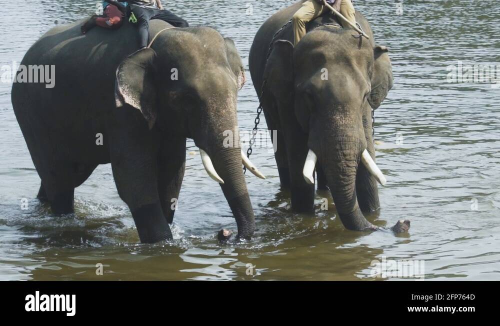 Animal cruelty for tourism Stock Videos & Footage HD and 4K Video