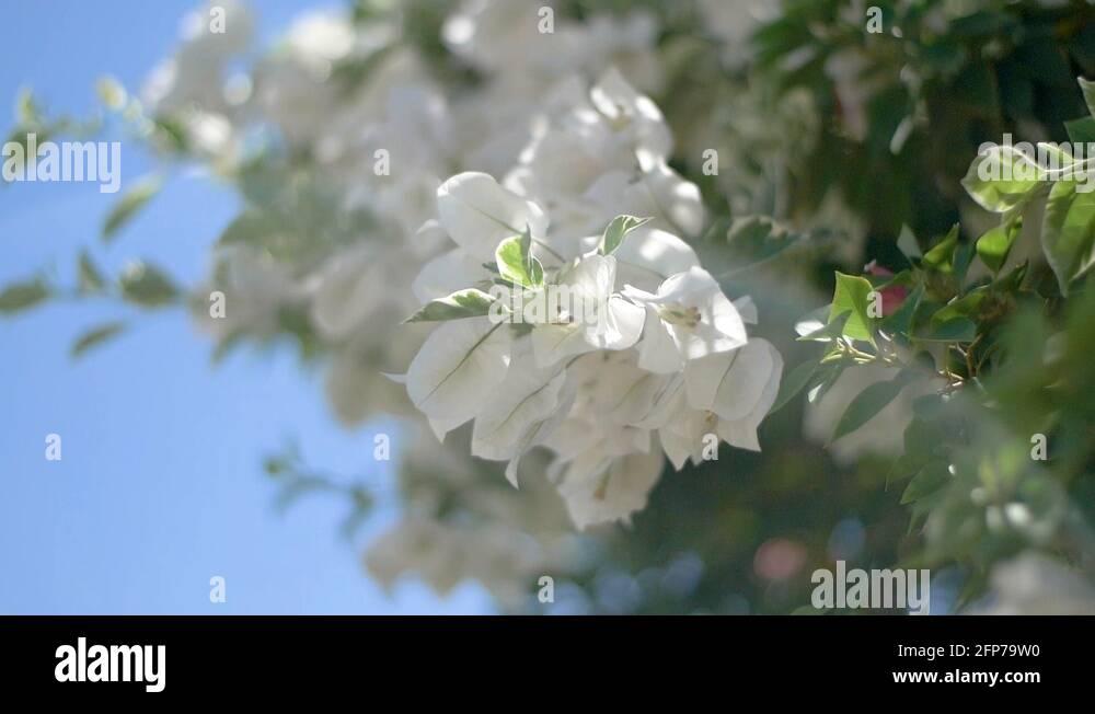 Bougainvillea bloom Stock Videos & Footage HD and 4K Video Clips Alamy