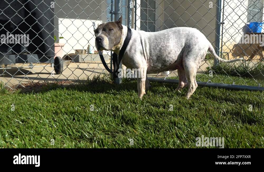 Wet dog tied to fence wags tail as owner walks up in green backyard