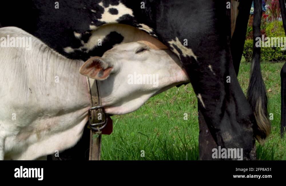 Calf drinking milk udder cow Stock Videos & Footage HD and 4K Video