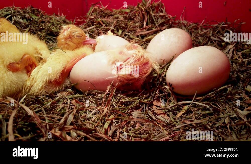 Duckling hatching from egg Stock Videos & Footage - HD and 4K Video ...