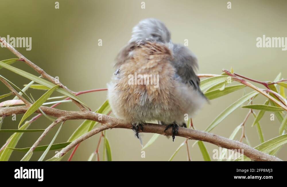 Female Blue Bird Drying After Bath Stock Video Footage Alamy