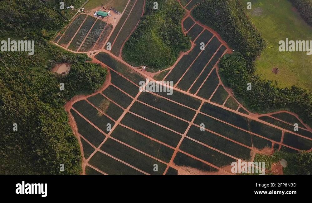 Puerto rico fields Stock Videos & Footage HD and 4K Video Clips Alamy