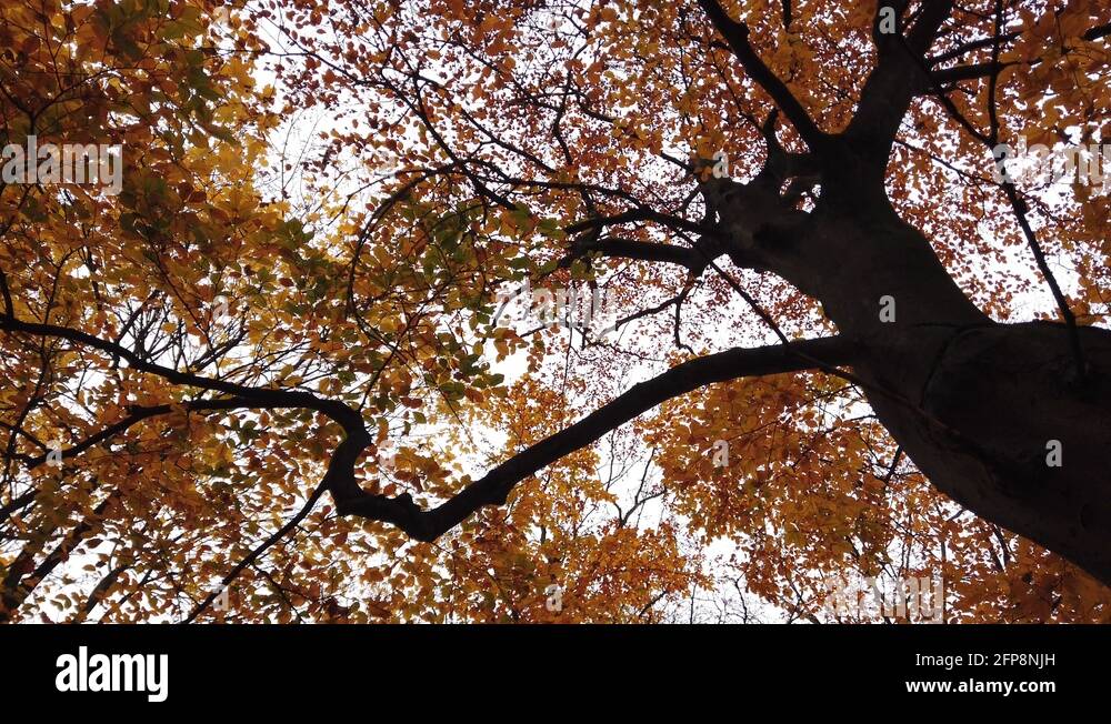 Autumn foliage on the tree Stock Videos & Footage - HD and 4K Video ...