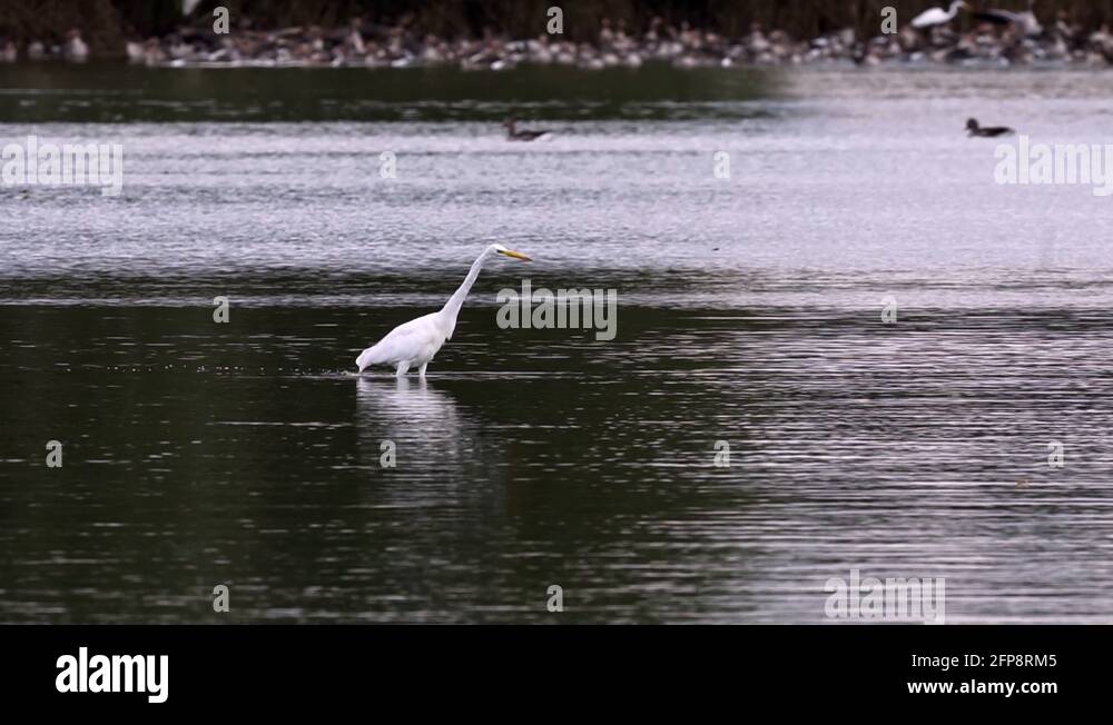 Bird feed fish Stock Videos & Footage HD and 4K Video Clips Alamy