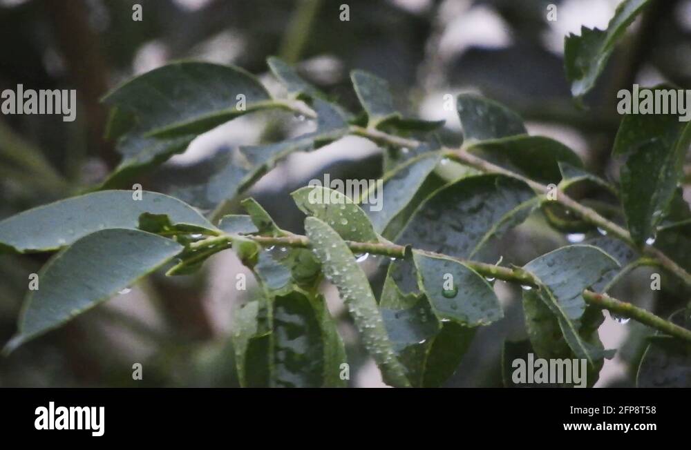 Storm tree damage Stock Videos & Footage - HD and 4K Video Clips - Alamy