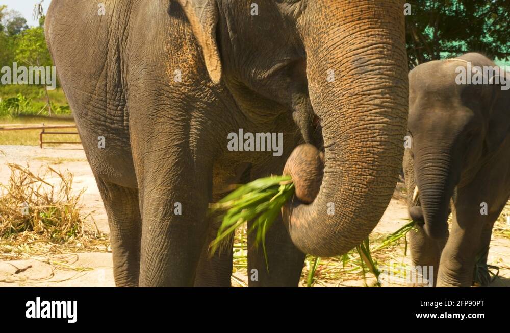 Indian elephants trunks Stock Videos & Footage - HD and 4K Video Clips