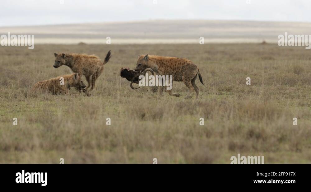 Spotted hyena skull crocuta crocuta Stock Videos & Footage - HD and 4K