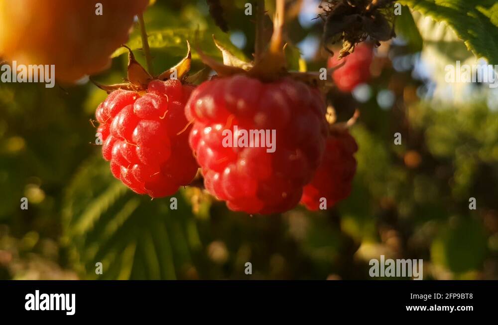 Blowing raspberries Stock Videos & Footage HD and 4K Video Clips Alamy