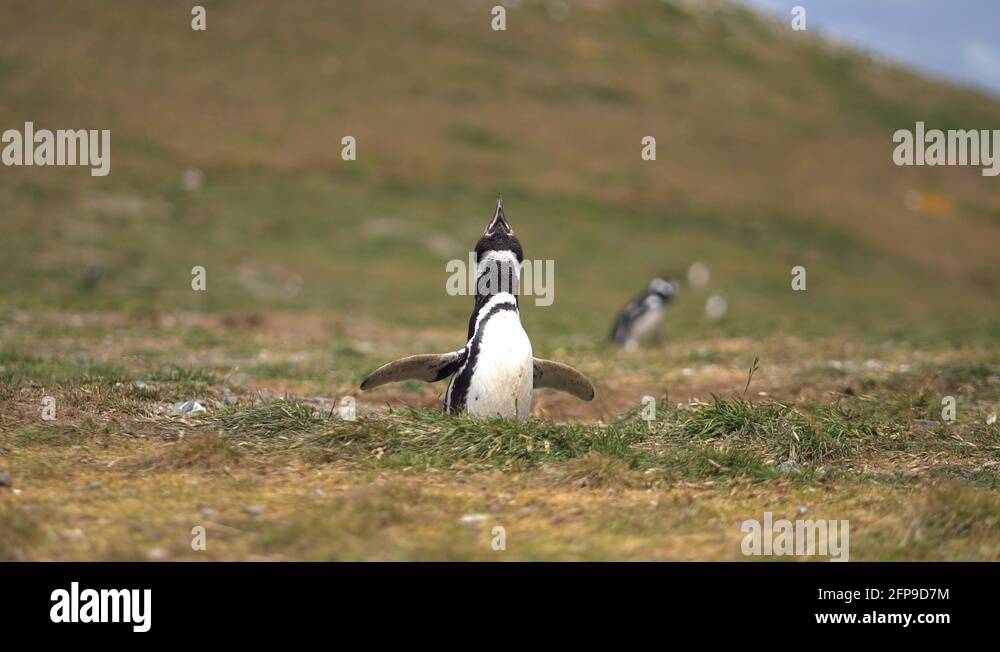 Typical plumage Stock Videos & Footage - HD and 4K Video Clips - Alamy