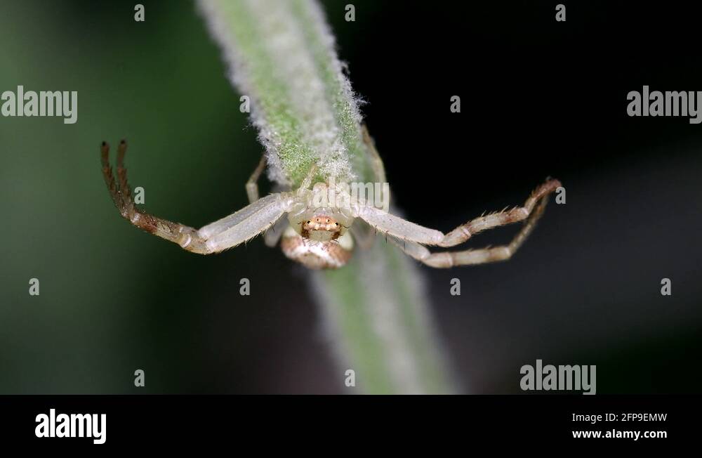 Flower spiders Stock Videos & Footage HD and 4K Video Clips Alamy