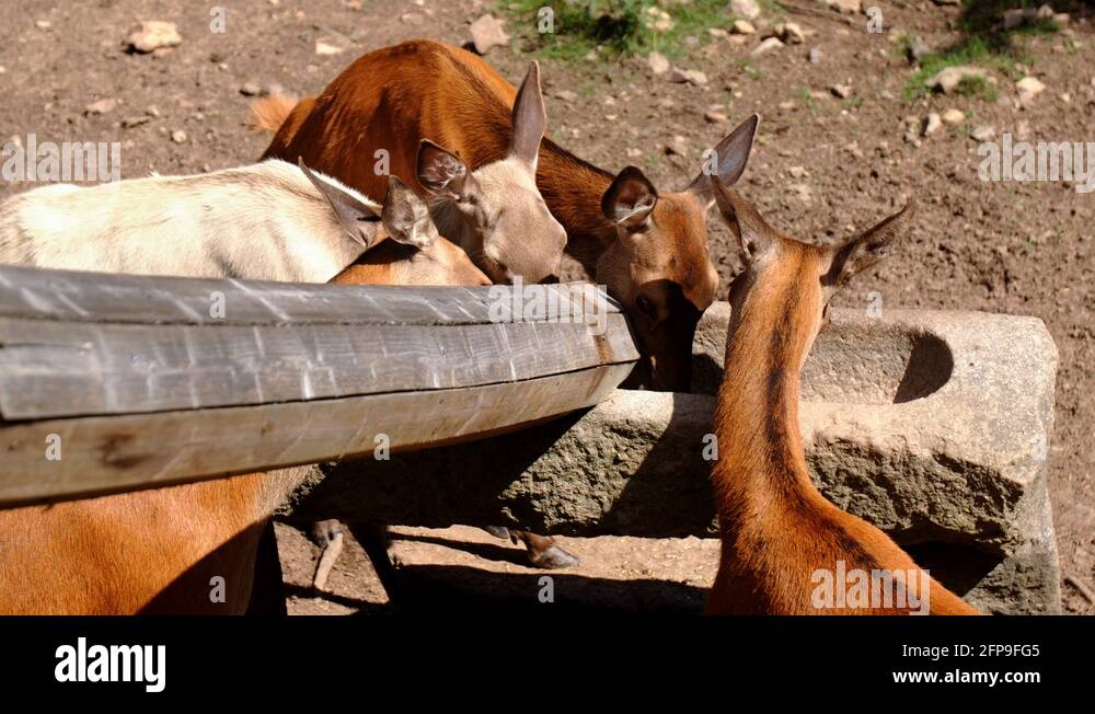 Deer and cows Stock Videos & Footage HD and 4K Video Clips Alamy