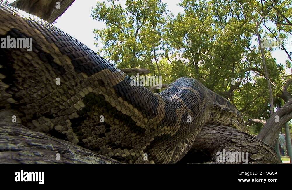 Giant python snake Stock Videos & Footage - HD and 4K Video Clips - Alamy