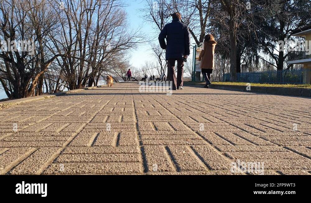 Dog walks and follows other dogs and people. Low angle perspective