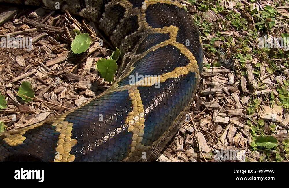 Snake for tail Stock Videos & Footage - HD and 4K Video Clips - Alamy