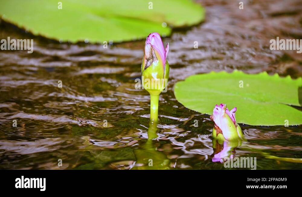 Unopened lily Stock Videos & Footage HD and 4K Video Clips Alamy