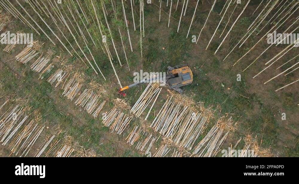 Cutting down tree rainforest Stock Videos & Footage HD and 4K Video