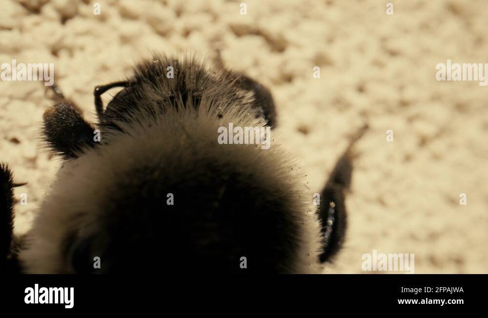 Fluffy body Stock Videos & Footage - HD and 4K Video Clips - Alamy