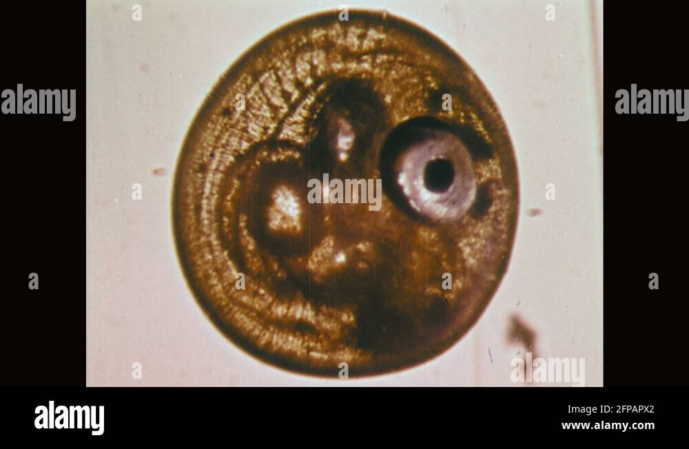 Microscopic view of paper Stock Videos & Footage HD and 4K Video