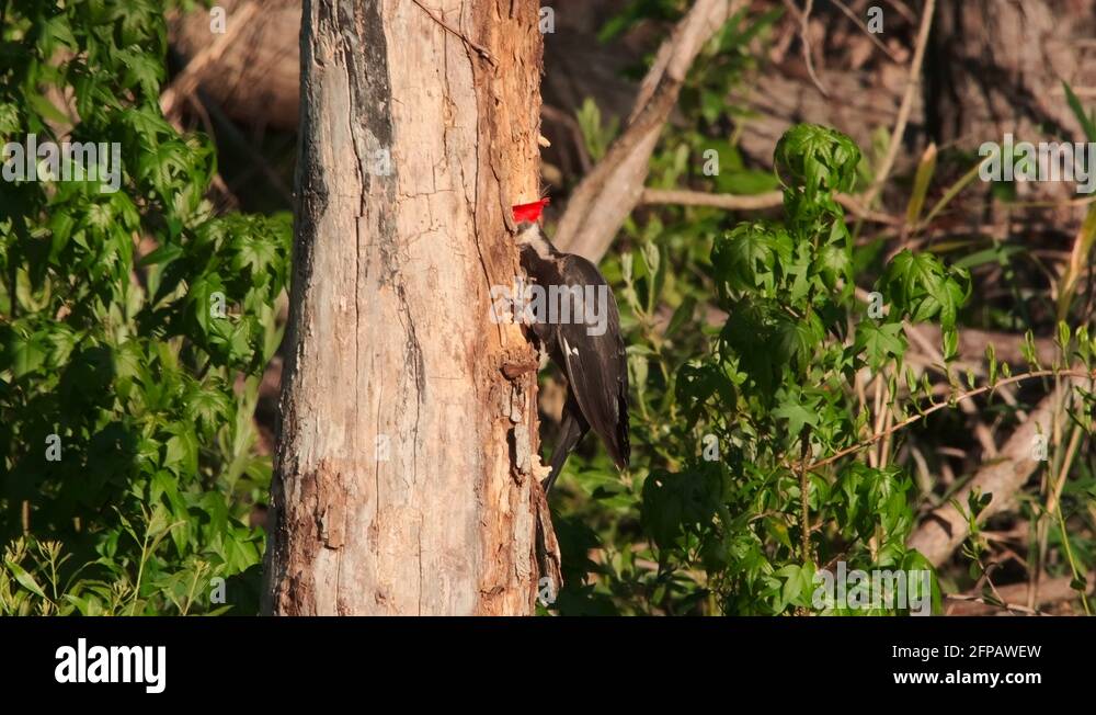 Woodpecker eating insects Stock Videos & Footage HD and 4K Video