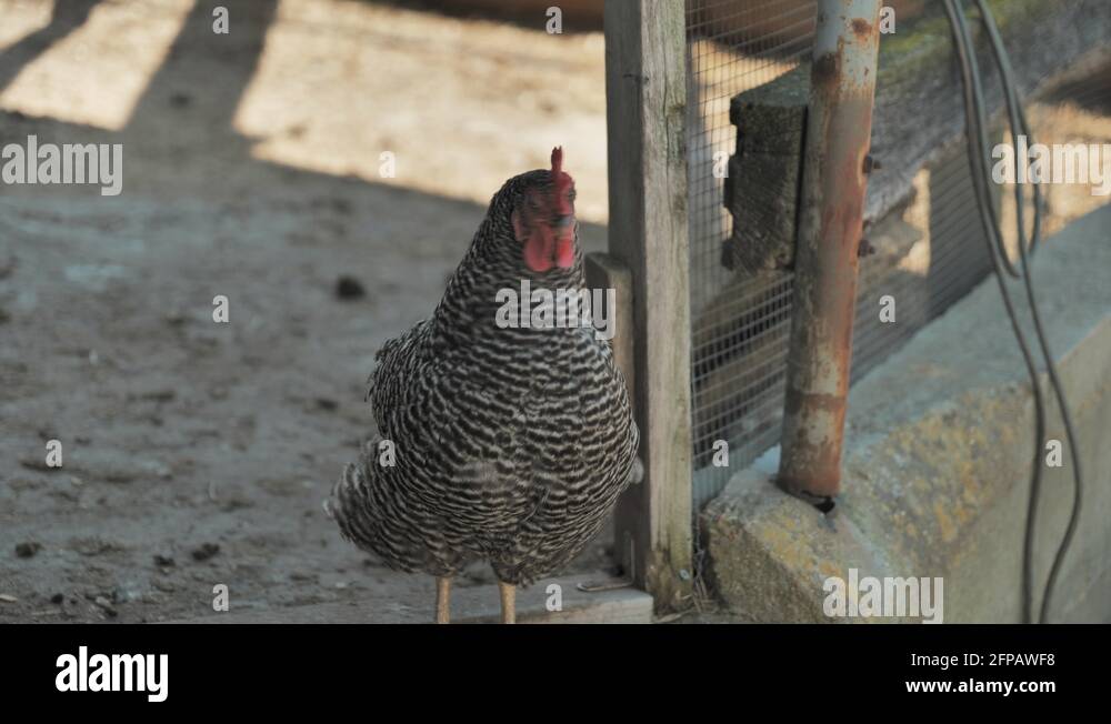 Black and white speckled rooster Stock Videos & Footage HD and 4K