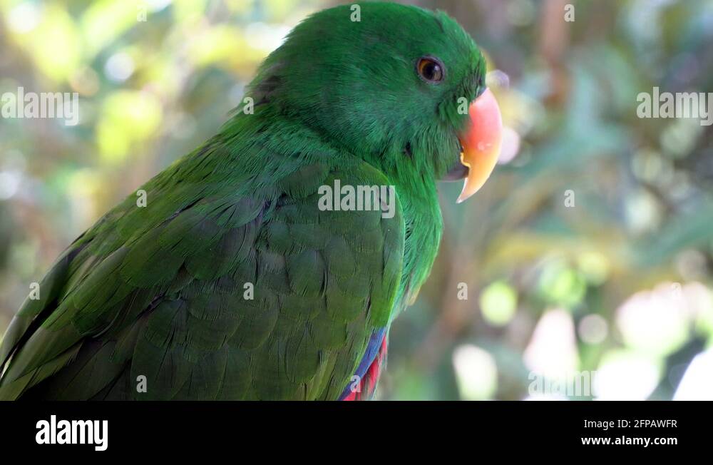 Parrot yawning Stock Videos & Footage HD and 4K Video Clips Alamy