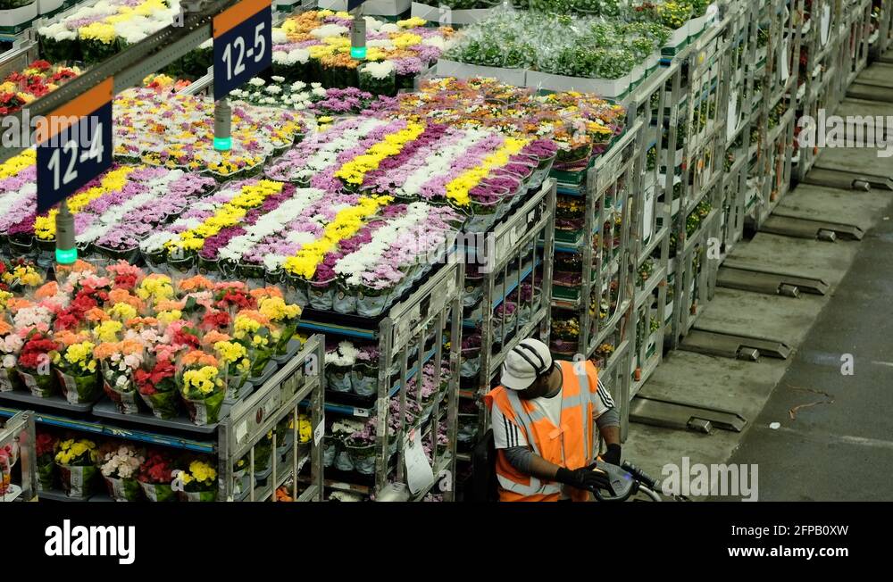 Dutch Flower Auction Distribution Stock Video Footage Alamy