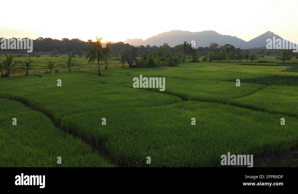 Daddy rice Stock Videos & Footage - HD and 4K Video Clips - Alamy