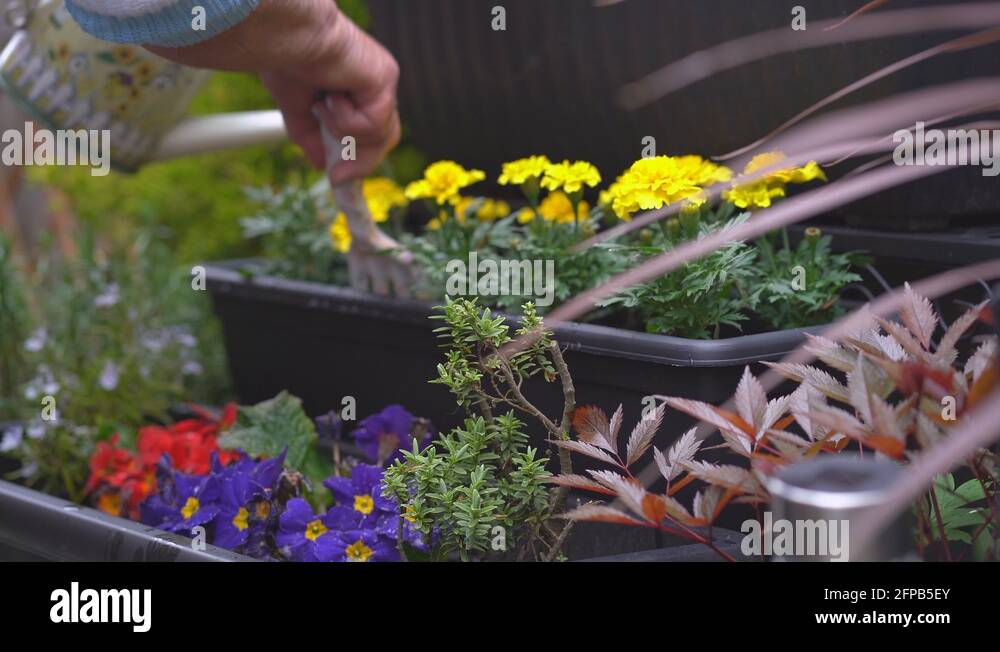 Watering flower box Stock Videos & Footage HD and 4K Video Clips Alamy
