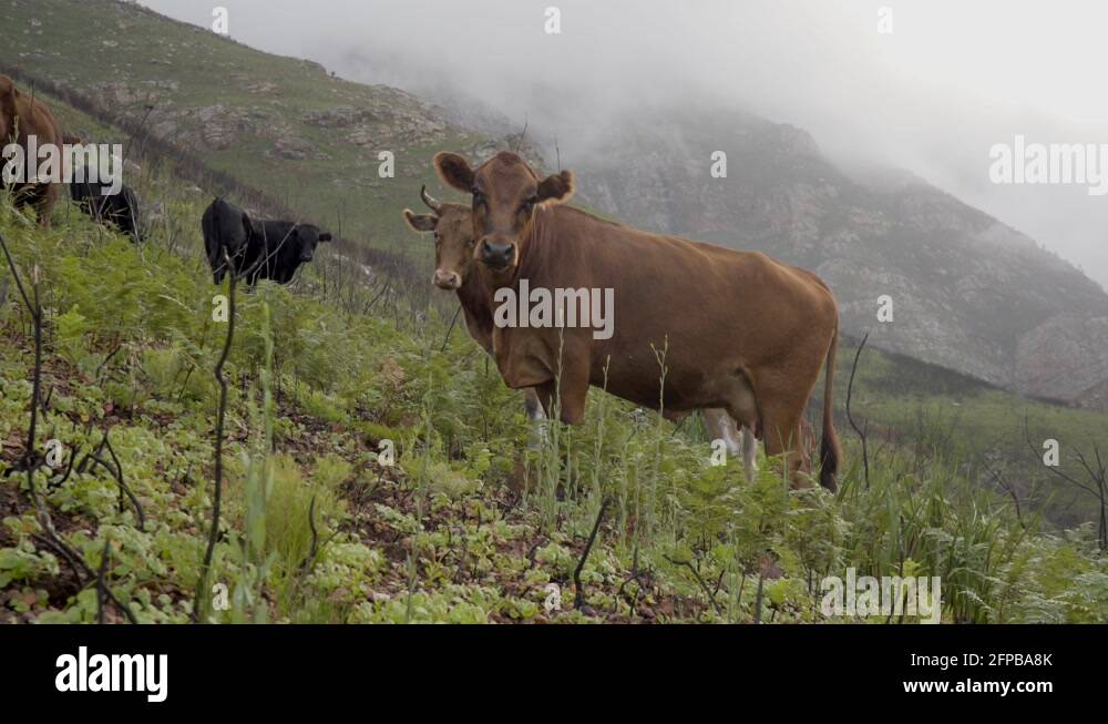 Jersey cows horns Stock Videos & Footage HD and 4K Video Clips Alamy