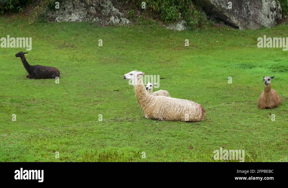 Alpaca eating grass in Machu Picchu, Peru Stock Video Footage Alamy